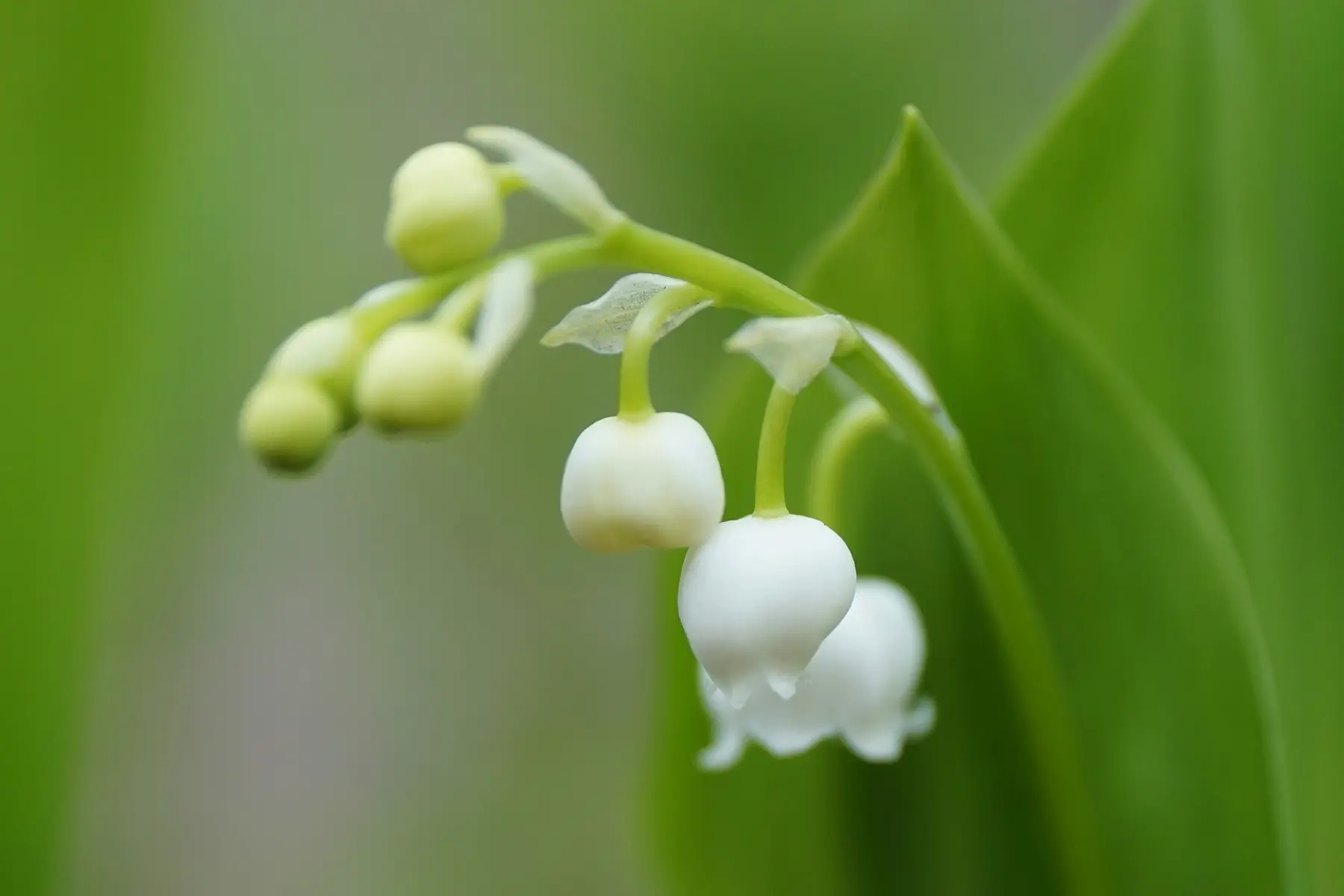Brins de muguet en boutons et en fleurs, photographiés en 2017