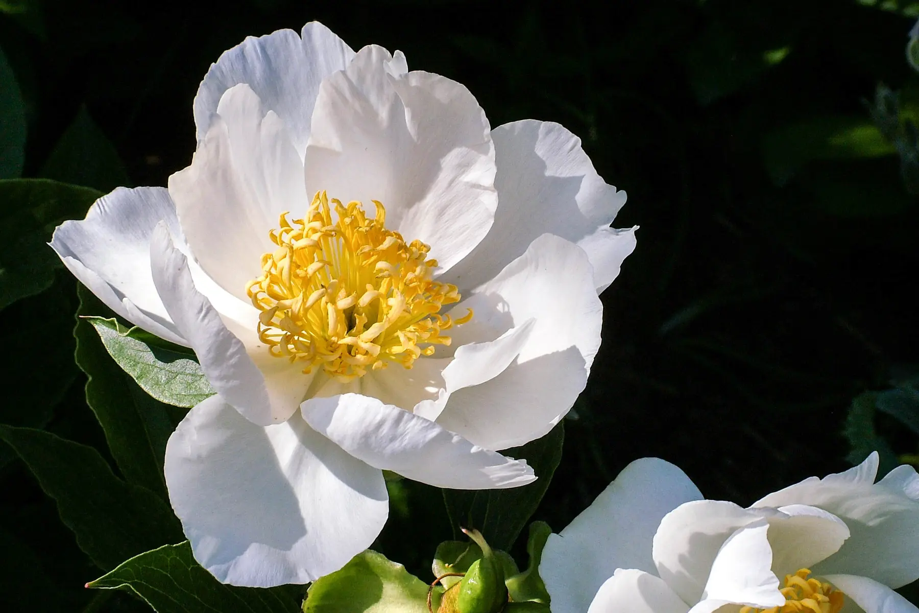 A white camellia photographed in a garden in Vibble, Sweden